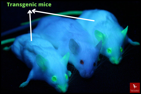 transgenic species