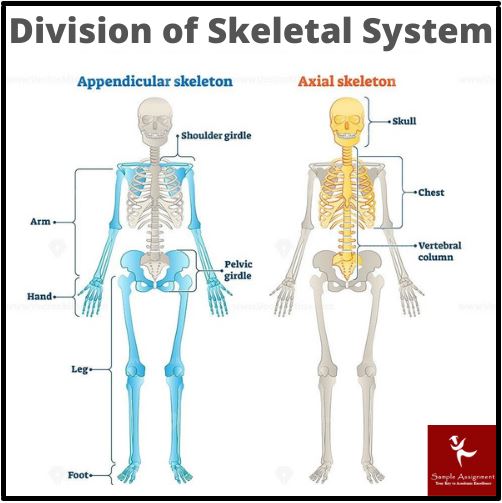 anatomy systems assignment help online