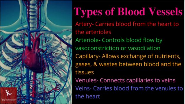 cardiovascular physiology homework online