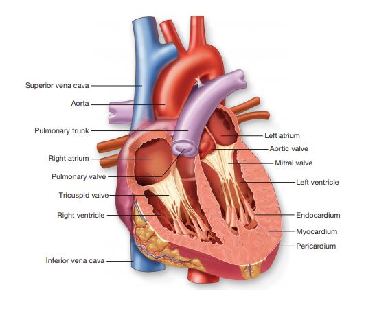 cardiovascular physiology homework