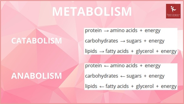 metabolism homework help