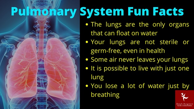 pulmonary system fun facts