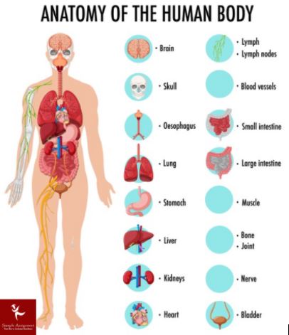 anatomy assignment