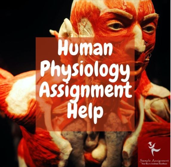 human physiology assignment