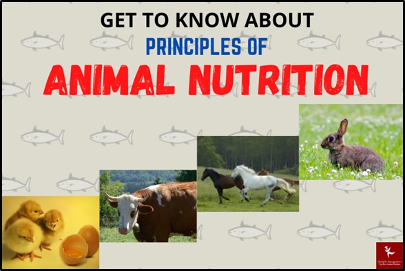 animal nutrition principles assignment help