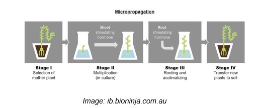 micropropagation homework help process