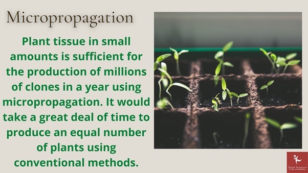 micropropagation homework help terminology