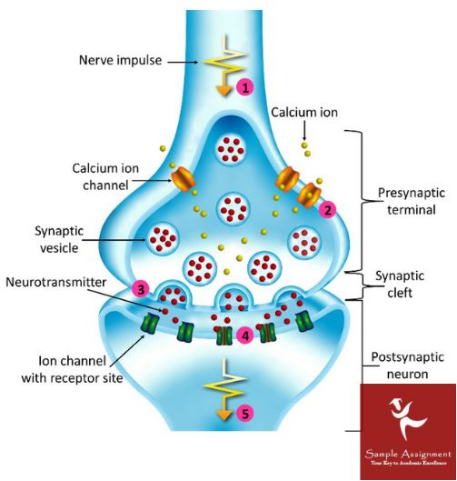 neurophysiology homework help synaptic transmission