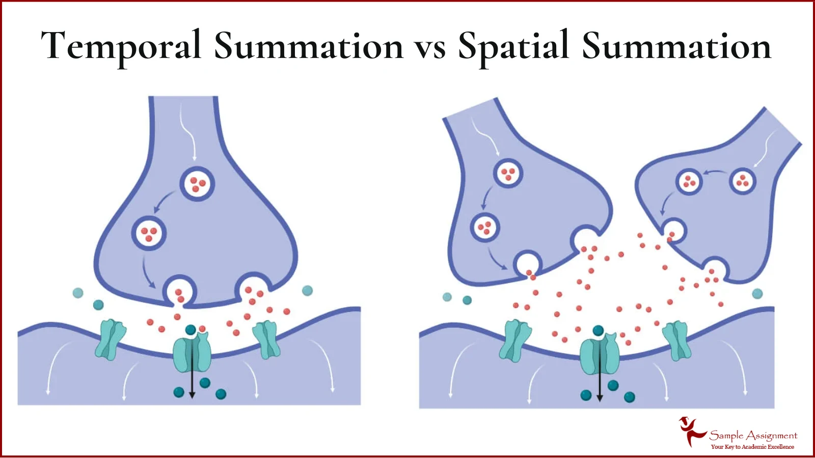 Temporal Summation vs Spatial Summation